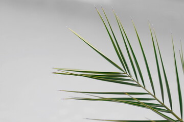 Palm leaves on gray background. 