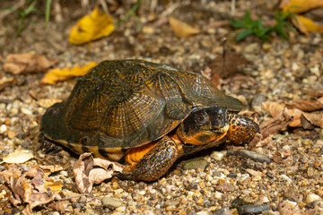 Wood turtle - Glyptemys insculpta