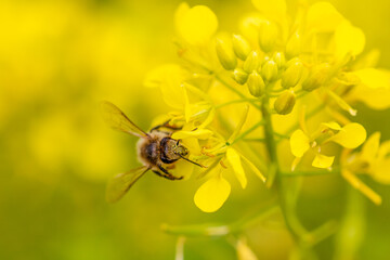 A wasp collecting nectar from a colza flower
