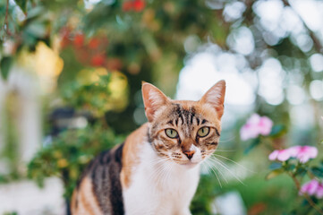 Naklejka na ściany i meble A cute striped cat sitting in a sunny garden.