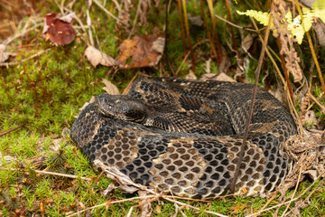 Black phase timber rattlesnake - Crotalus horridus
