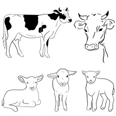 Print Hand drawn cow line vector illustration art.
