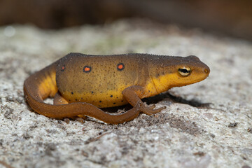 Eastern newt - Notophthalmus viridescens