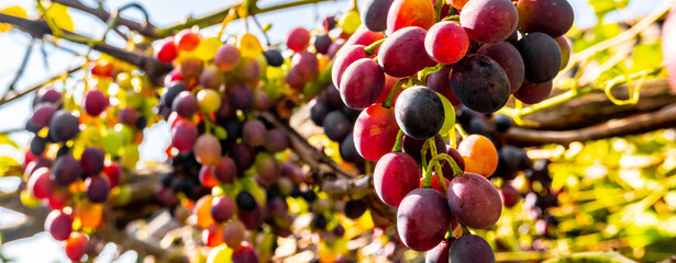 Cluster of grapes vineyard ripening as harvest approaches. Group of grapes still on the vine with autumn colors on the leaves. organic food. Winemaking