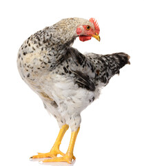 one gray rooster isolated on white background, studio shoot