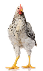 one gray rooster isolated on white background, studio shoot