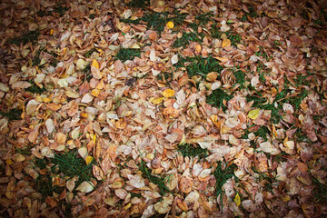 autumn leaves background