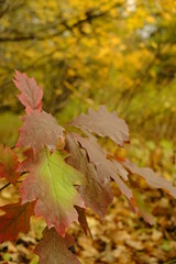 autumn leaves in the park