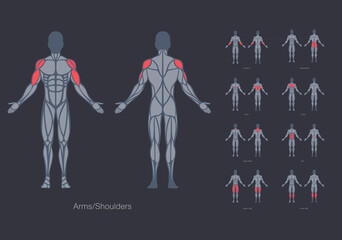 Human muscles anatomy model vector design template - 386493602