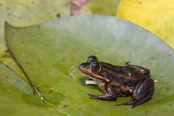Carpenter frog on a lily-pad - Lithobates virgatipes