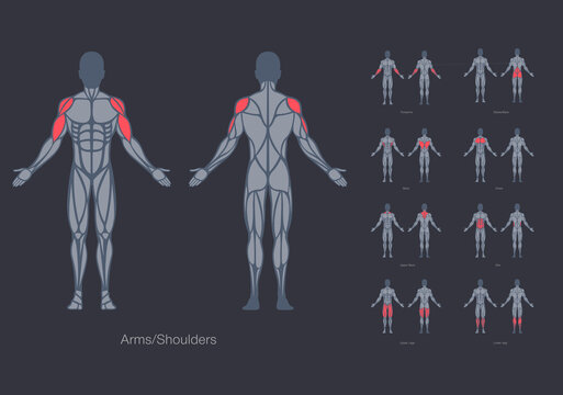 Human muscles anatomy model vector design template