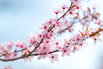 Blooming branch of Japanese cherry, sakura flowers