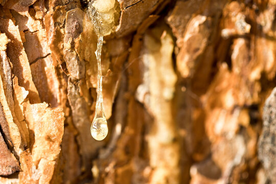 orange drop of resin on a pine trunk, close-up