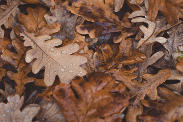 Oak tree brown leaves background texture, selective focus
