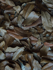 Top view of scattered brown color dry leaves. Rustic natural background.