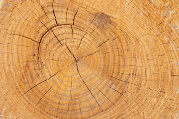 Fototapeta premium A thick tree trunk in a section with annual rings, cracks and resin drips. Texture.