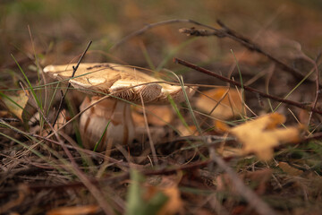 Old cobweb mushroom triumphal with a cap bursting in the shape of a star