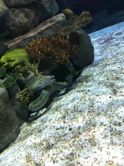 Fish in the aquarium © Angelina