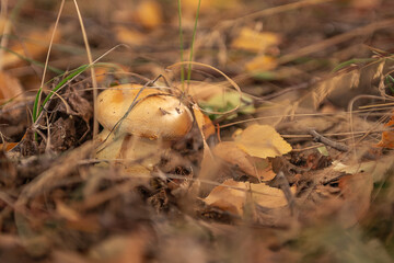 A pretty young mushroom cobweb triumphal among the grass and fallen leaves