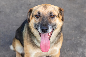 A dog with an open mouth and a protruding tongue