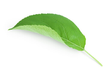 Fototapeta na wymiar Apple leaf isolated on white background with clipping path.