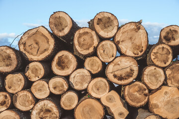 Big pile of pine trunks ready for processing. Nice background of wooden circles