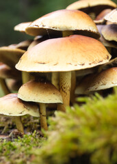 Mushrooms with green background