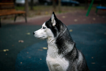 Husky dog in profile on a blurry background of a walking path in the Park. Selective focus.