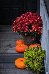 Autumn composition - bright orange pumpkins, colorful chrysanthemum potted, holiday front door steps decoration