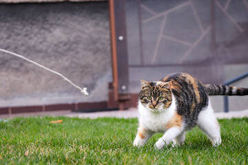 naughty individual is chasing a rope and trying to catch him. Felis catus domesticus runs across...