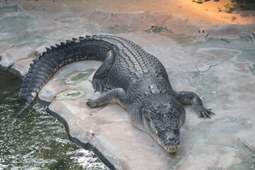 crocodile, Krokodil, Aligator, Alligator, Reptiel , Tier, Natur , crocs, Nature, Wild nature, 
