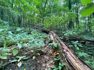 secret beauty of the forest