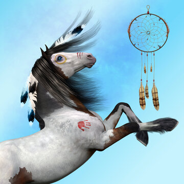 Indian Pony - The Indian Pony of the United States is a combination of the Spanish Barb, Arabian, Mustang, and Appaloosa.