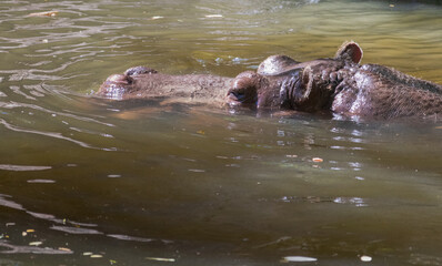 Hippo swimming