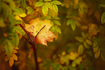 Fototapeta na wymiar Maple Leaf