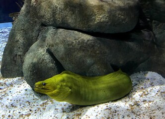 Fish in the aquarium © Angelina
