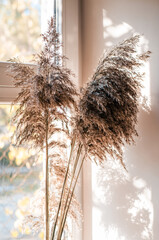 Dry reeds in a vase. Shadows from a dry bouquet on the wall. Background for postcards. The reeds in the vase