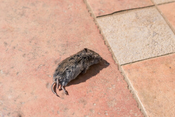 dead mouse lying on the floor