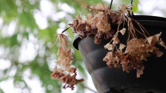 Flores secas em um vaso balan&ccedil;ando ao vento