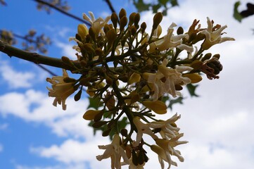 Brachychiton australis in full bloom, blue sky background