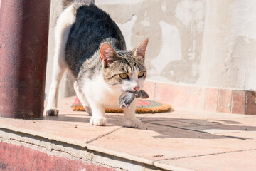 Fototapeta premium cat with its mouse catch