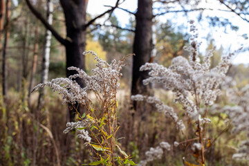 Fototapeta premium fluff dry plant in a field autumn and wind