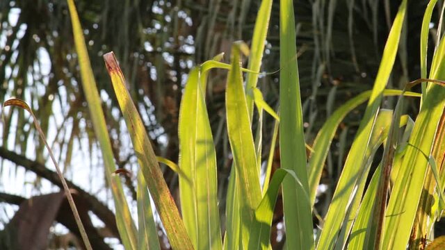 L&aacute;minas de grama balan&ccedil;ando ao vento