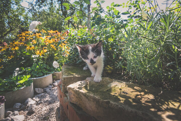 lovely cat in sunny day posing among green plants and colorful flowers