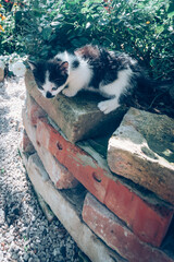 lovely cat in sunny day posing among green plants and colorful flowers