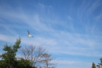 Seagull flying in the sky