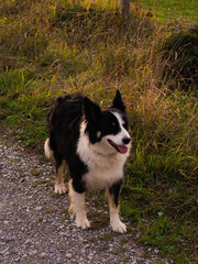 portrait of a border collie with a sunset