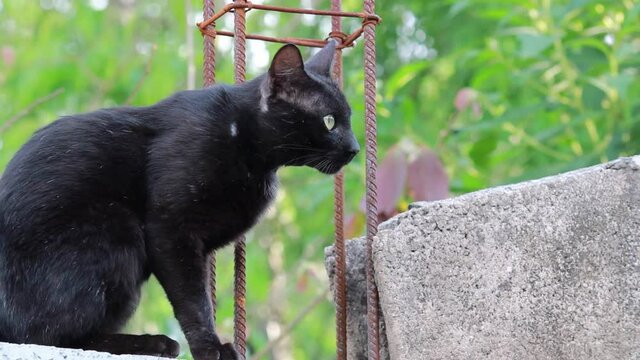 Gato preto assustado caminhando sobre um muro