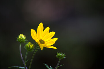 Yellow flower in the Bright sunshine