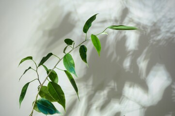 Figowiec benjamina (Ficus benjamina L.)